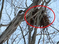 熊棚　ツキノワグマ